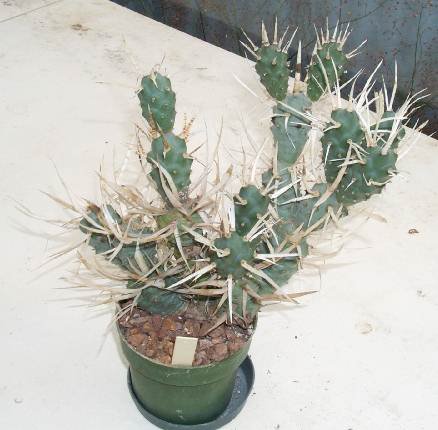 tephrocactus_diademata